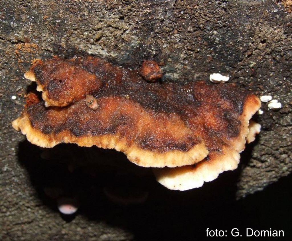 Amylocystis lapponica