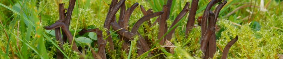 Polskie Towarzystwo Mykologiczne